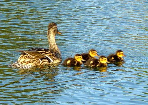 Ducklings - Look at those ducklings.