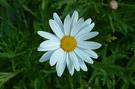 Daisy - Daisy in my garden