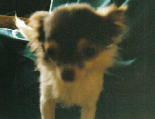Shawnees KK - The a sweet little chihuahua, belonged to my youngest daughter.