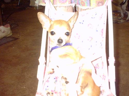 My Baby Cleo - My adorable little Cleo with Shawnee Playing!