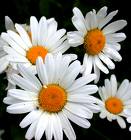 daisy - daisy image