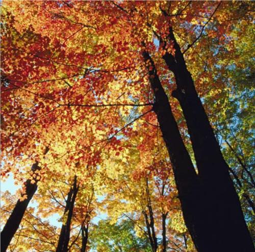 Autumn Leaves - Oh! Colourful Autumn! I love this season.....