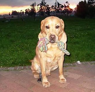 Dog - A beautiful pet dog posing for a picture.