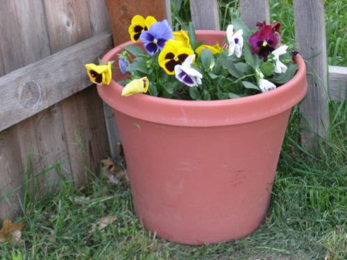 pansies - Heres a sample of one of the planters of pansies I have