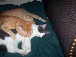 Bully and Cuppycake sharing a catnap - These are my kitty-boyz, Bully and Cuppycake, sharing a catnap.