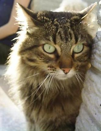 Cat - A close up of a cat.