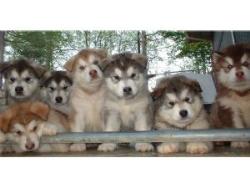 Puppy - Puppy