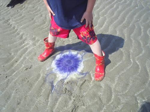 Jellyfish season - How are you going to avoid something like that?!