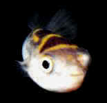 puffer fish - puffer fish