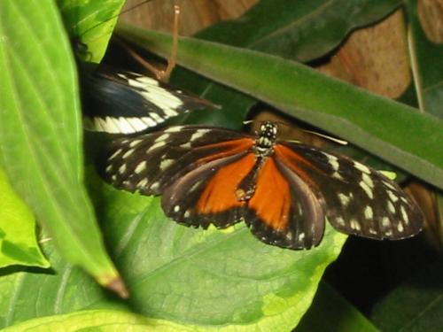 Butterfly - This butterfly picture has taken at the tropica graden in grand rapids.There has all kinds of butterfly from the tropica contry of all over the world.