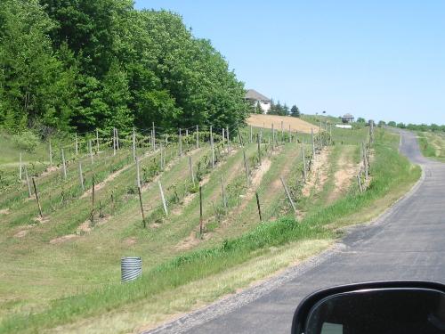 Leelanau Vineyard - Chateau de Leelanau vineyards and winery are located near the northern tip of the Leelanau Peninsula overlooking both Lake Michigan and Grand Traverse Bay. Today the vineyard's picturesque setting is yielding some of the finest wines ever produced from this new and progressive wine country. Chateau de Leelanau's wines have been recognized for their quality, freshness, and complex allure with a continuing series of Gold Medal awards since their first vintage in 1999.