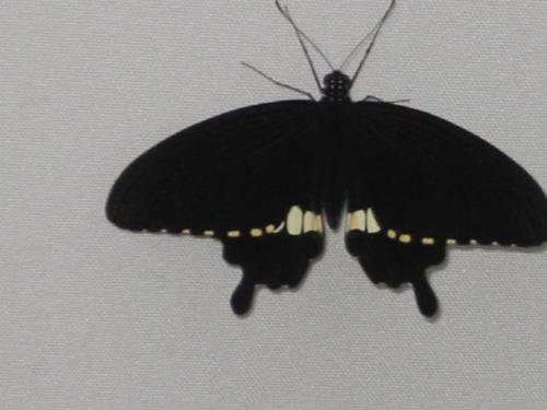 Butterfly - This is a very unique black colr butterfly.It semms more active then other butterfly it hardly stay at one place...