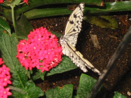 butterfly - Lovely cute butterfly and the flowers