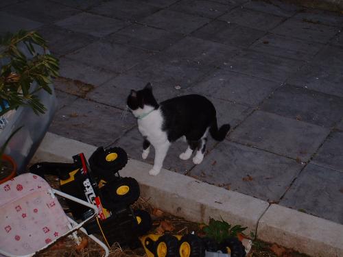 Our picky eater - Here's our picky eater, Thomas. Man, is he ever a vocal cat when he doesn't get his way! :)
