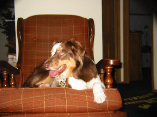 My dog: Bunny - This is my beautiful dog called Bunny.