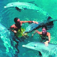 Dolphins - Here are some caribbean dolphins, I would love to be there!!