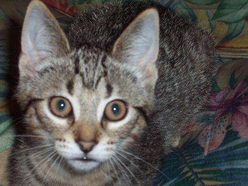 Marina - My new kitty Marina. she's 3 months old and very cute.