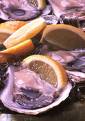 Oyster - Oyster