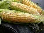 Maize - Indian Corn