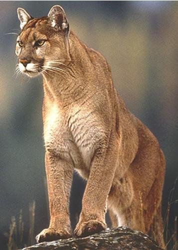 Mountain Lion - Often called the Mountain Lion, Puma or Cougar it is the largest wild cat found in the United States.
