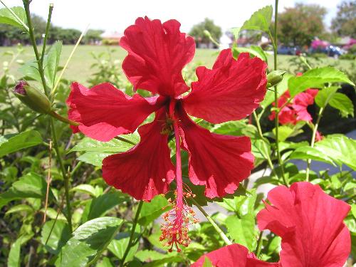 The national flower of Malaysia - The national flower of Malaysia, hibiscus with it's bright and scarlet petals.