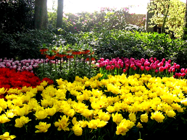 blooming garden - ...and imagine hwta an amazing smell...