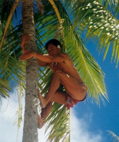 Not me - I can climb a coconut tree.
