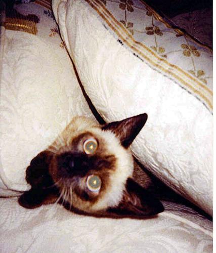 My cat  - I always catch her doing some kind of silly things all the time. I don't know probably get a contract with Hollywood one day!!