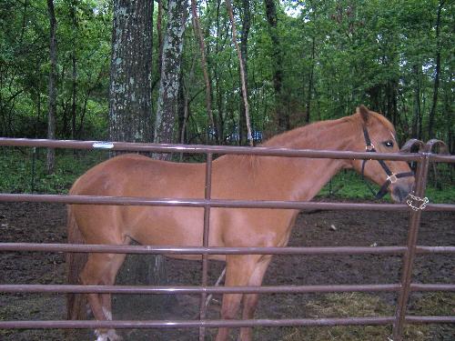 Meet my Quarter Horse-Alley - She is an 11 yr. old Quarter Horse...she is so spoiled...I swear she thinks she is a bog dog or something....she whinnies at me every time I walk out of my front door....
