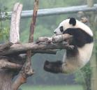 naughty panda - What a naughty panda it is! He's enjoying having swing.