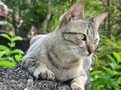 Scraggy - This was my cat, Scraggy. She died a couple months back.