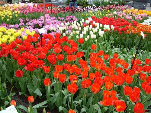 tulips - The tulips