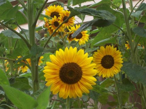 sunflower - sunflower garden