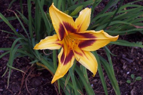 Day lily - The Day Lily