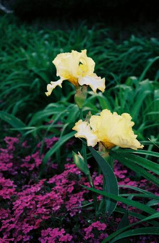 yellow iris  - Yellow Iris with Verbina