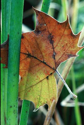 maple leaf - The maple leaf