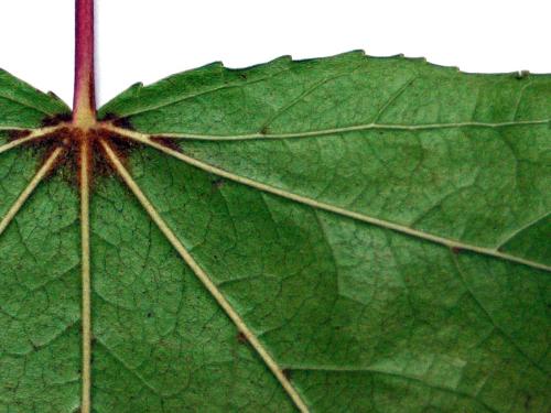 sweet gum leaf - The sweet gum leaf