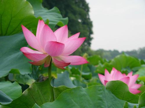 hangzhou - beautiful city I live