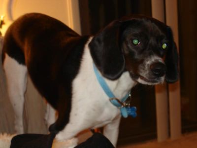 Alan Lewie - This is my baby boy alan getting ready to pounce!
