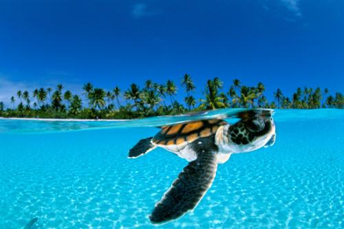 tropical turtle - Gorgeous shot of a turtle in the tropics