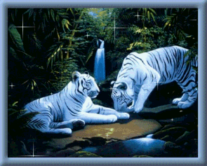 white tigers - One of the world's beautiful creatures...white tigers!