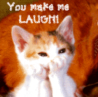 Cat - Cat