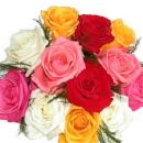 roses - colorful roses