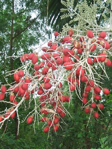 palm fruit - red palm fruit.