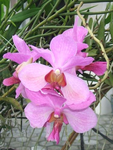 beatifull orchid - pink orchid