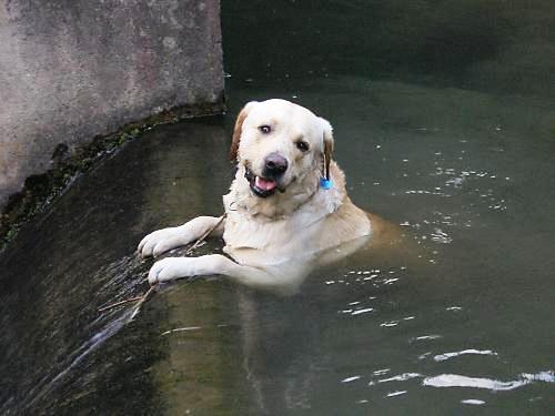 Dog - Dog in the pond.