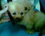 our baby pet--zhezhe - zhezhe