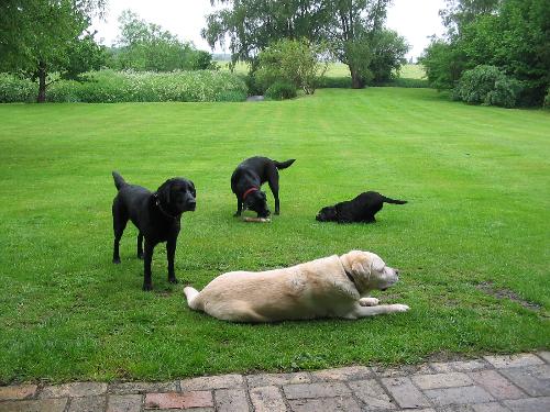 Old Rosie and friends. - Old Rosie and three generations of black lab friends - Lilly the pup, my Ruby at 18 months and Tammy 4yrs in the garden after swimming in the river.