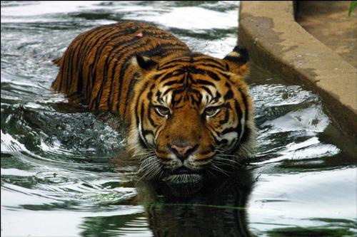 swimming - tiger swimming