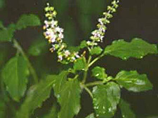 Basil/Tulsi - Tulsi -- Ocimum Sanctum